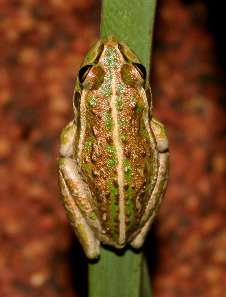 Moore's Frog