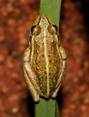 Moore's Frog photo 1
