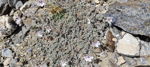 Erodium cheilanthifolium, photograph 4