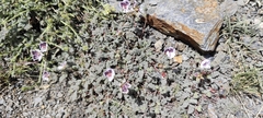 Erodium cheilanthifolium, photograph (c) Santiago Martín-Bravo, some rights reserved (CC BY)