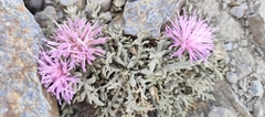 Jurinea humilis