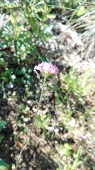 Valeriana tuberosa