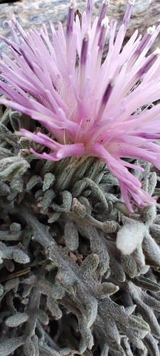 Jurinea humilis, photograph 1