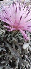 Jurinea humilis, photograph (c) Santiago Martín-Bravo, some rights reserved (CC BY)
