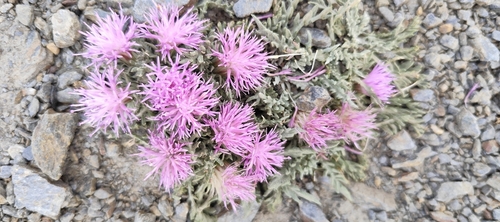Jurinea humilis, photograph 2