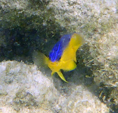 Stegastes leucostictus