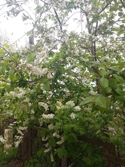 Prunus padus