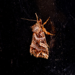 Callopistria exotica