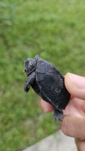 Black Marsh Turtle