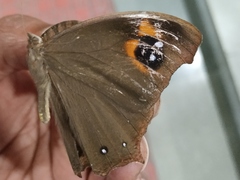 Melanitis leda
