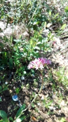 Valeriana tuberosa