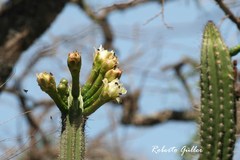 Praecereus euchlorus