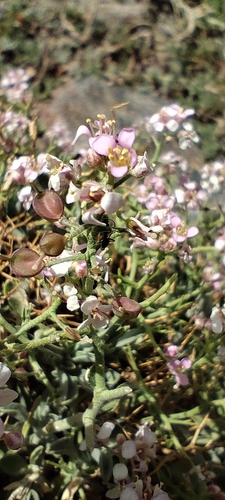 Hormathophylla spinosa, photograph 2
