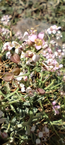 Hormathophylla spinosa, photograph 3