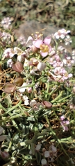 Hormathophylla spinosa, photograph (c) Santiago Martín-Bravo, some rights reserved (CC BY)