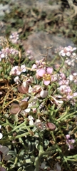 Hormathophylla spinosa, photograph (c) Santiago Martín-Bravo, some rights reserved (CC BY)