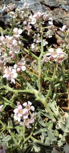 Hormathophylla spinosa, photograph 5