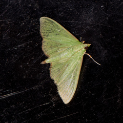 Parotis punctiferalis
