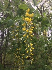 Laburnum × watereri