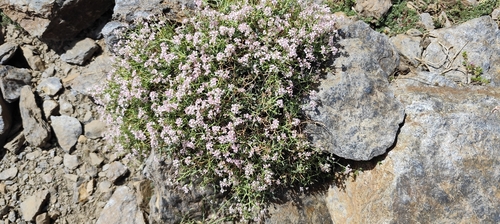 Hormathophylla spinosa, photograph 6