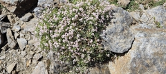 Hormathophylla spinosa, photograph (c) Santiago Martín-Bravo, some rights reserved (CC BY)
