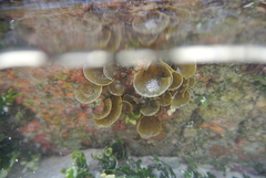 Padina durvillei