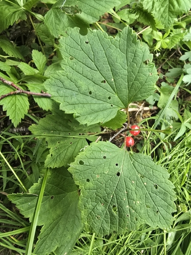 northern redcurrant