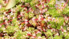 Illecebrum verticillatum