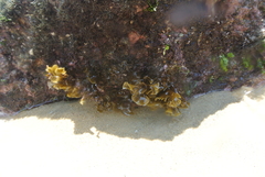 Padina durvillei