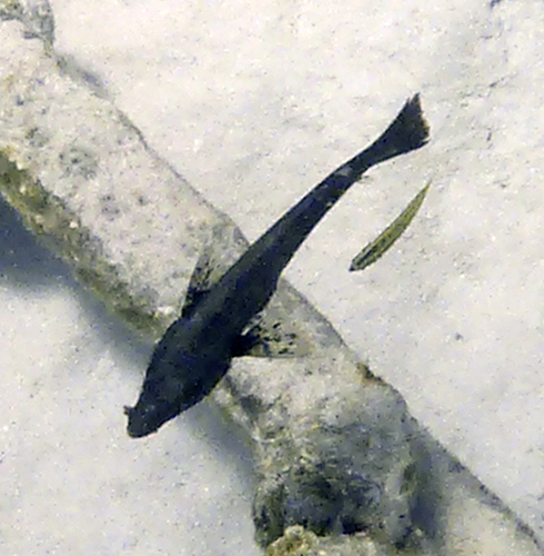 Shortwing searobin (Prionotus stearnsi) — Triglidae
