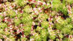 Illecebrum verticillatum