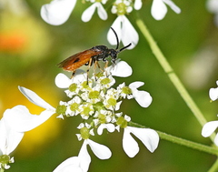 Arge melanochra