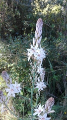 Asphodelus serotinus