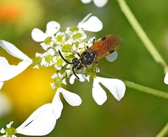 Arge melanochra