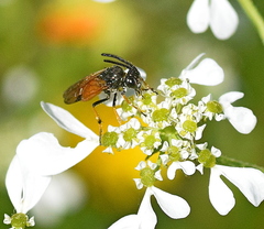 Arge melanochra