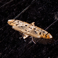 Pycnarmon radiata