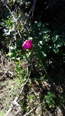 Paeonia broteri