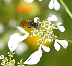 Arge melanochra