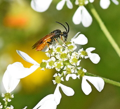 Arge melanochra