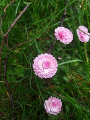 Bellis perennis