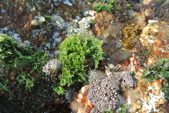 Chaetomorpha antennina