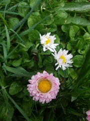 Bellis perennis