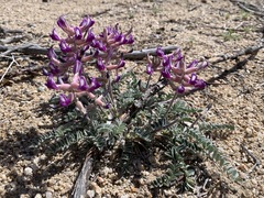 Astragalus tephrodes