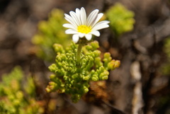 Arctotis aspera aspera