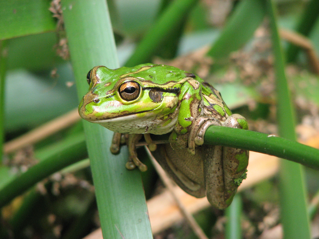 Motorbike Frog (Walpole Wilderness Frog Guide) · iNaturalist