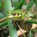 Motorbike Frog - Photo (c) r_vandelft, some rights reserved (CC BY-NC-ND)