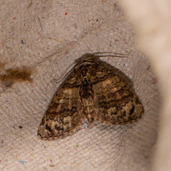 Chlumetia transversa