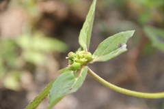 Euphorbia schiedeana