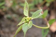 Euphorbia schiedeana