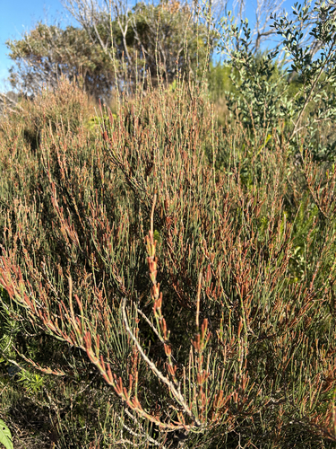 Allocasuarina paludosa